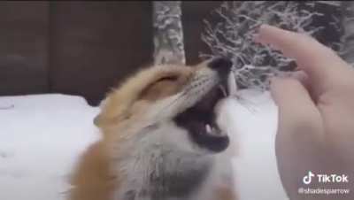 This fox <3