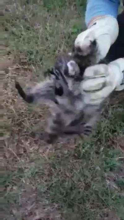 Poor little guy