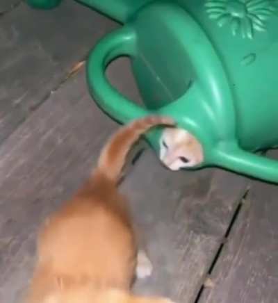 Kitten in a pitcher.