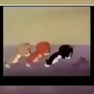 Gato