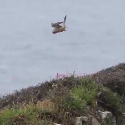 Bird at the edge of its flying zone !!