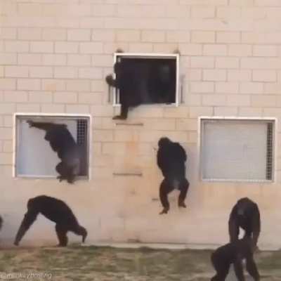 monke......... escpae.... 😨😨😨😨😨😨😨😨😨😨😨