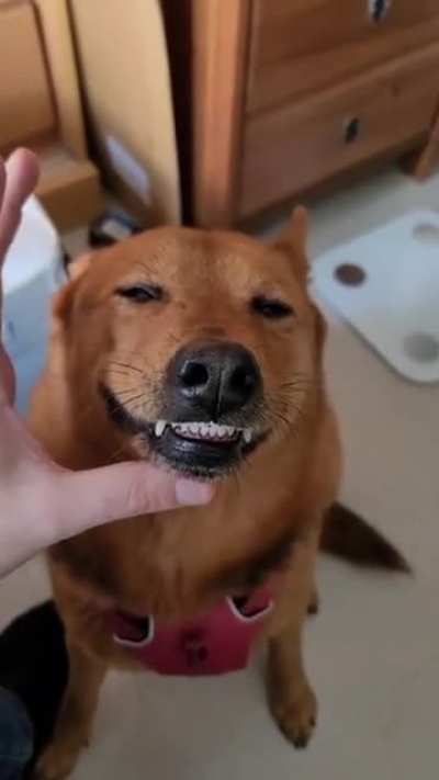 Attempting to Convince a Dog to Swallow Medication