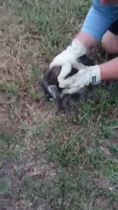 Save the trash pandas!
