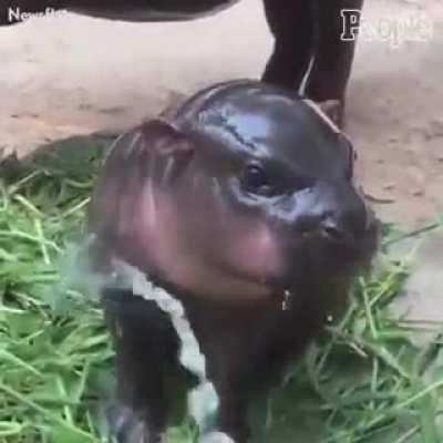 Pues nada, solo un rinoceronte para mejorar su d&iacute;a