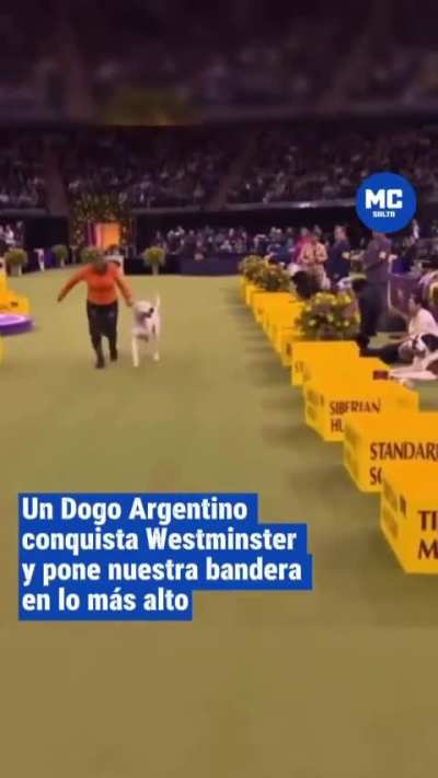 Un Dogo Argentino de nuestro país ganó el Best of Breed en el show de Westminster 2026