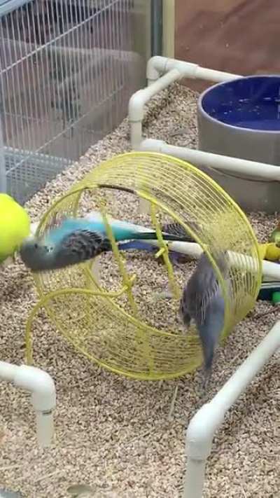 Infinite party