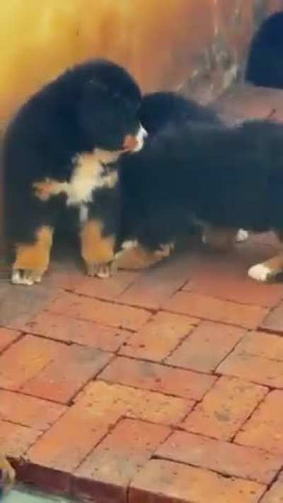 Gotcha, Right Back at ya..🐕🐕😅