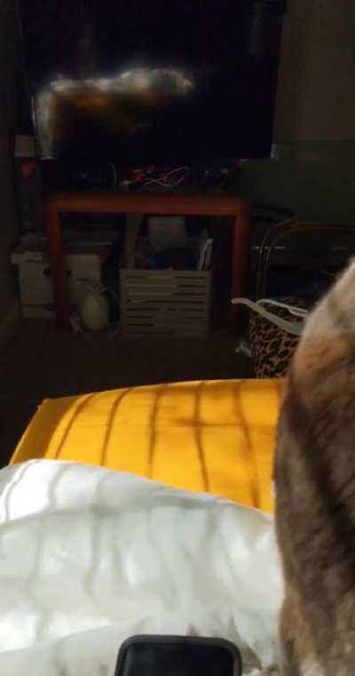 He hates the light monster (sunlight reflected off a cellphone)