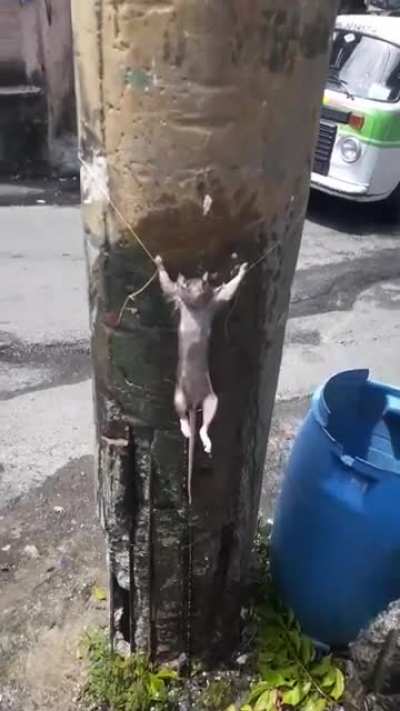Esto es Brasil 😎