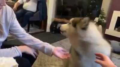 woof.mp4