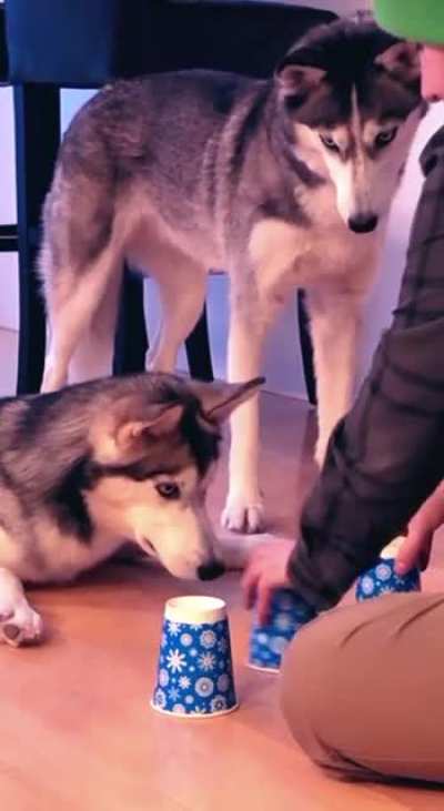 Street smarts 🐺❤️