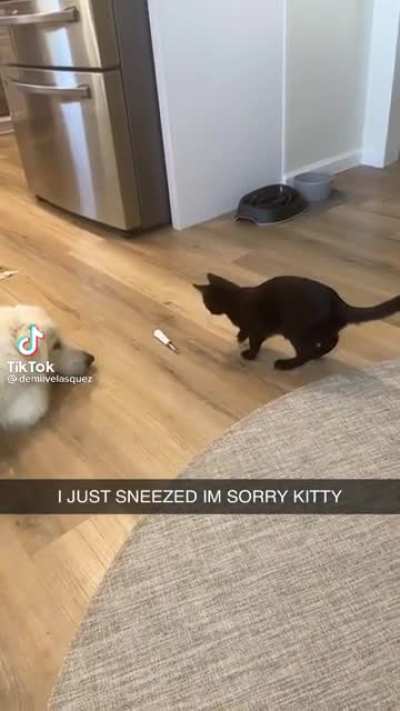 Shook kitty