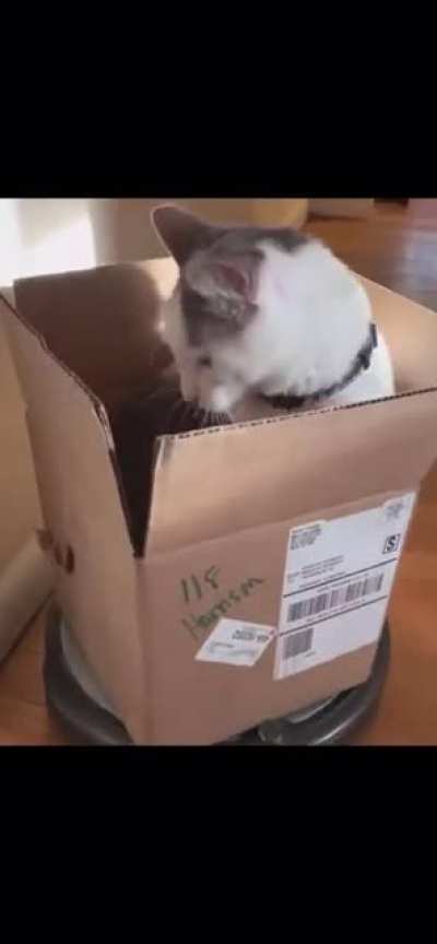 Cats aren&rsquo;t even scared of roombas anymore
