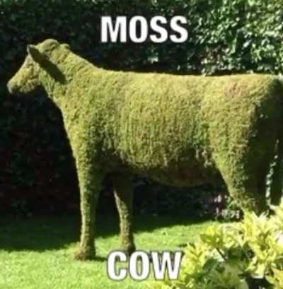 Blursed_Moss Cow Moss Cow
