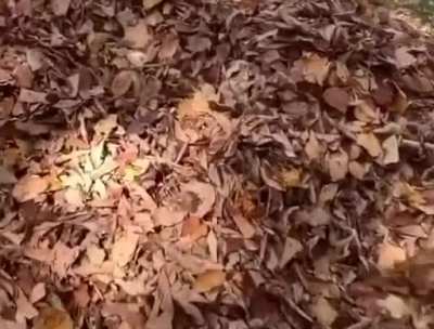 &ldquo;I am one with the leaves&rdquo;