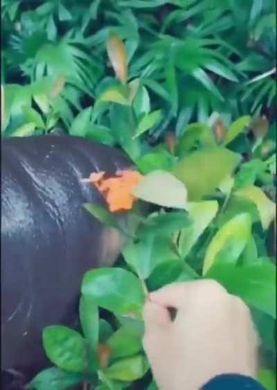Hungry Hungry, Baby Hippo