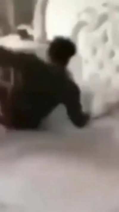 cockroach👍