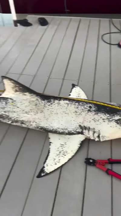This is an incredibly rare piebald Lemon Shark.