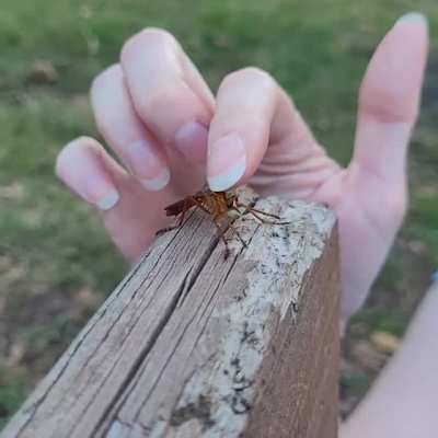 Robber Fly politely refusing pets