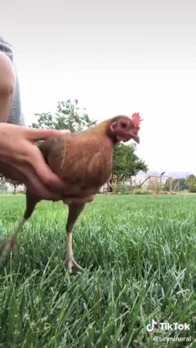 Chicken legs