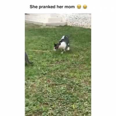 Parent's Respect 0%