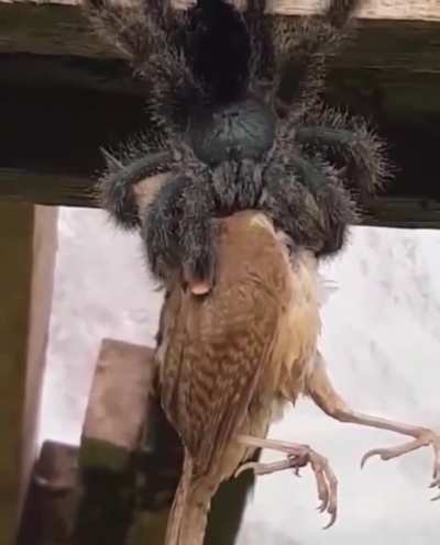 🔥 This is a Goliath Birdeater spider, doing just that.