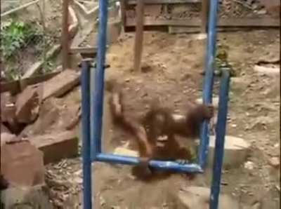 haha stupid monke