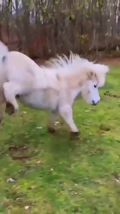 A beautiful pony &acirc;&yen;&iuml;&cedil;