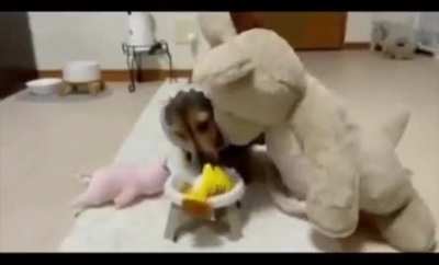 Doggo Inviting his friends for food