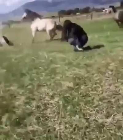 Горячие жеребцы и брызгающие девочки с отбитыми задницами😏