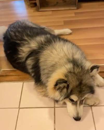 My Alaskan Malamute gets a bit talkative when she&rsquo;s bored