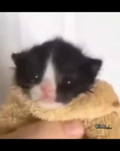 Miau