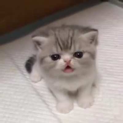 Little Lion's Roar