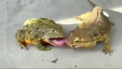 The frog's look of denial