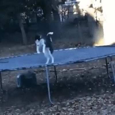 Pupper gets caught bouncing on his human&rsquo;s trampoline