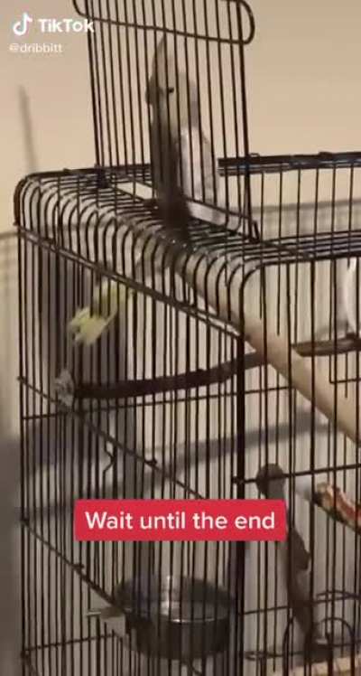 This bird should do scream-overs for Hollywood.
