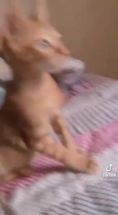 Soviet cat!