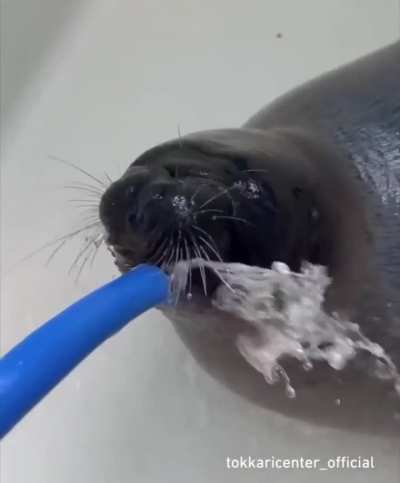 it&rsquo;s seal sunday&hellip;&hellip;&hellip;.thristy&hellip;&hellip;&hellip;&hellip;.