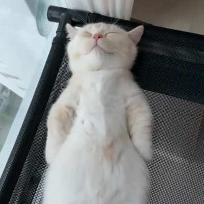 What A Cutie Sleepy Kitty.