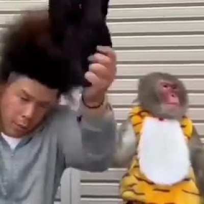 Monke got shocked