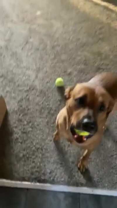 When ball is life