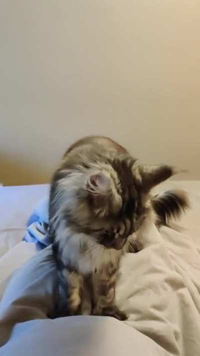 Making biscuits on my bladder makes me get up faster