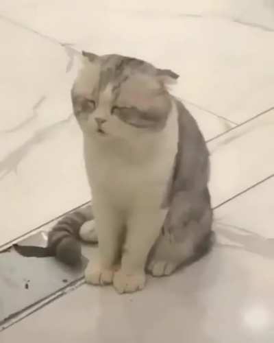 Sleepy kitty