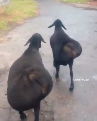 The way they walk 😭