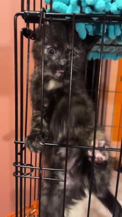 Whenever I see videos of kittens doing this, it always makes me laugh, so I was like, &ldquo;yes, here is my opportunity!&rdquo;