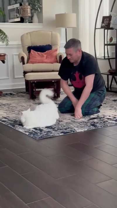 Attention floof