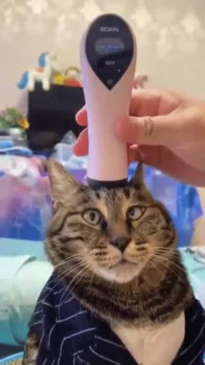 МРТ котейки