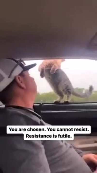 kitty adopts human
