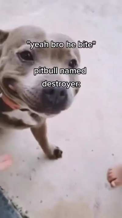 Pitbull named death,destroyer of worlds